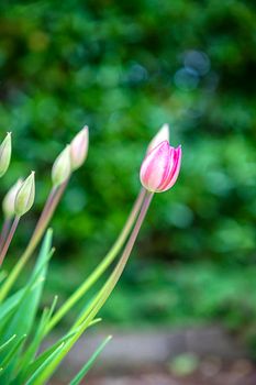 Tulip flower. Colorful tulips flower and buds in the garden. Beautiful tulips flower for postcard beauty and agriculture concept design.