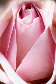 Closeup of a  pink rose with rose-petals who form a landscape