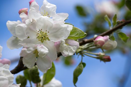 White and pink apple tree blossoms against a blue sky in a concept of nature and the seasons
