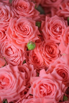 A beautiful Background image of sweet pink rose