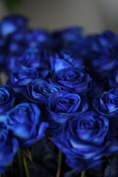Beautiful blue roses, floral background.