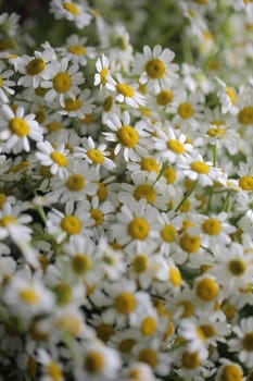 Floral background made of top view of many white chamomile flowers with yellow cores