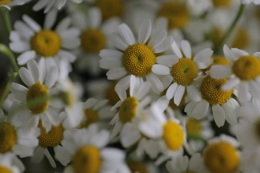 Floral background made of top view of many white chamomile flowers with yellow cores