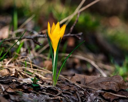 Yellow crocus flower on blurred background, close-up photo of a crocus flower