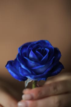 Beautiful blue roses, floral background.