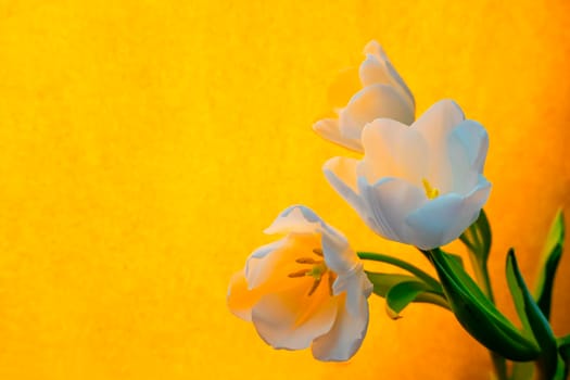 spring greeting card with flowers: white tulips on a orange or yellow background. The concept of spring, tenderness, femininity. banner with copy space