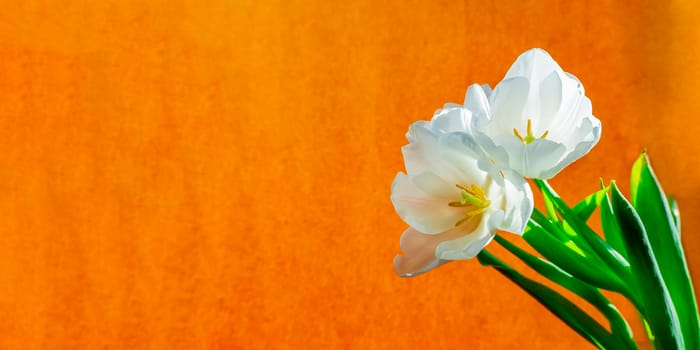 spring greeting card with flowers: white tulips on a orange or yellow background. The concept of spring, tenderness, femininity. banner with copy space