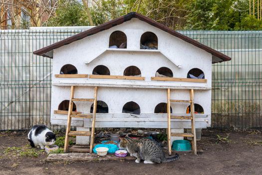 A large pet friendly house for cats. Near cats eat food from bowls in Zelenogradsk