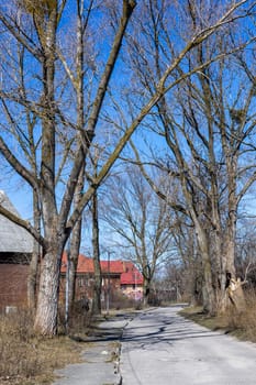 Paved road with tall trees leading to two-storey houses in clear sunny weather in Baltiysk, Kaliningrad region, Russia, near the Baltic sea.