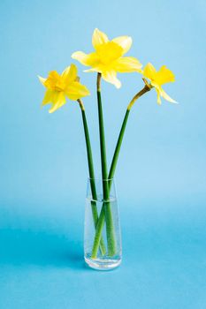 yellow daffodil flowers on a blue background. Fresh spring flowers. copy space