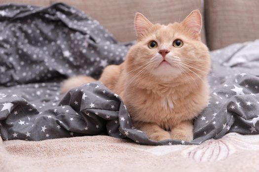 Fluffy ginger cat on a gray bedspread. Long-haired cat in the crib. Molting cats