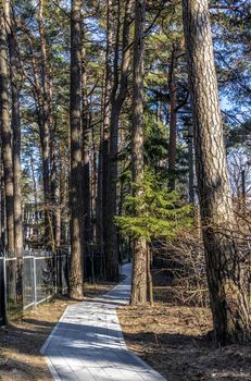 Paved concrete tile path in the park among tall trees pines and firs in Svetlogorsk Raushen, Kalinigrad region, Russia, near the Baltic sea. High quality photo.