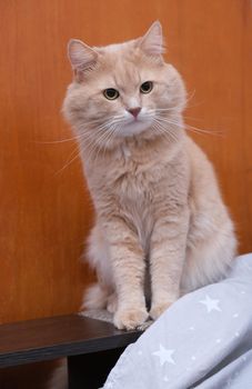 Fluffy ginger cat on a gray bedspread. Long-haired cat in the crib. Molting cats