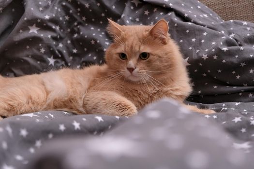 Fluffy ginger cat on a gray bedspread. Long-haired cat in the crib. Molting cats