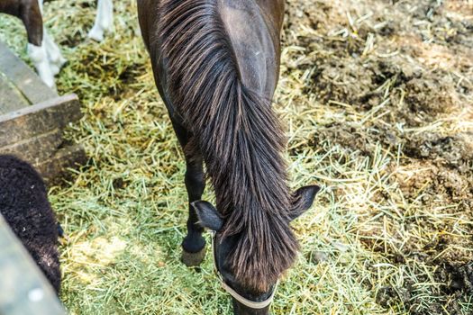 Image of ranch horse. Shooting Location: Yokohama-city kanagawa prefecture