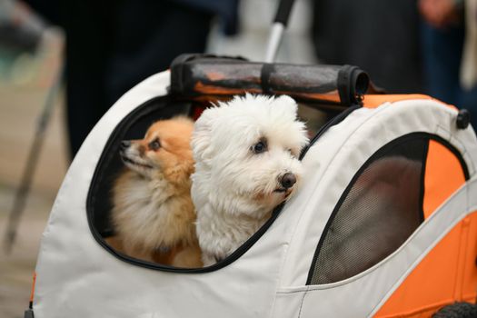 The dogs sitting in the trolley in the city