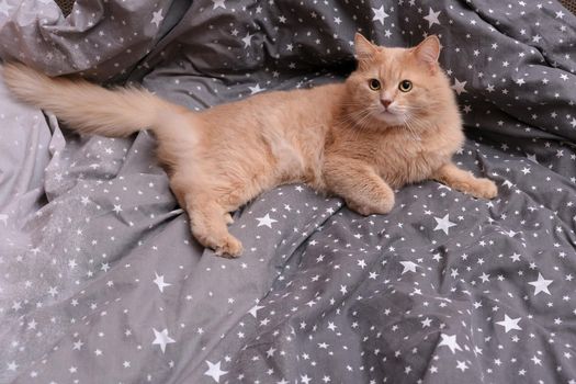 Fluffy ginger cat on a gray bedspread. Long-haired cat in the crib. Molting cats