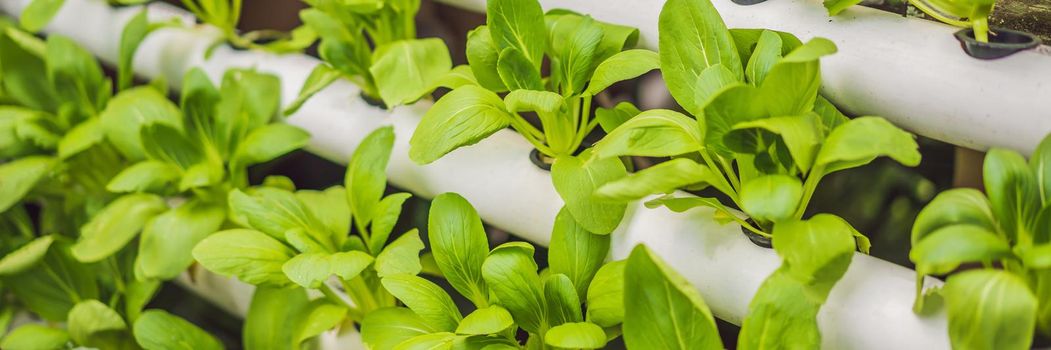 BANNER, LONG FORMAT Hydroponics,Organic fresh harvested vegetables,Farmers looking fresh vegetables. Farmers working with organic hydroponic vegetable garden at greenhouse.