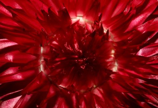 Red flower blossom close up botanical background Helichrysum bracteatum family Compositae high quality big size print home decoration