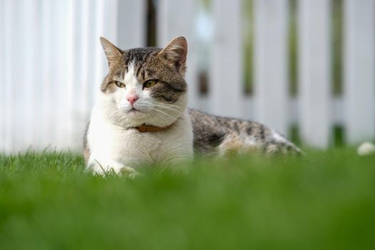 A spotted cat lies on green grass against a white fence. The cat is in the yard.