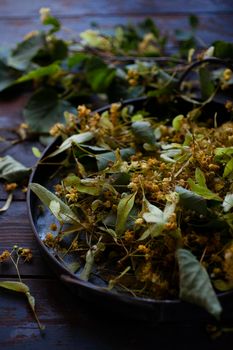 Fresh harvested flowers of linden tree in vintage tray. Linden flowers have the common use in folk medicine. Low key, selective focus.