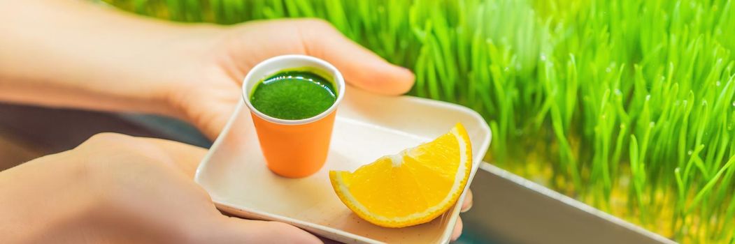 Wheatgrass shot. Juice from wheat grass. Trend of health. wheat grass. BANNER, LONG FORMAT