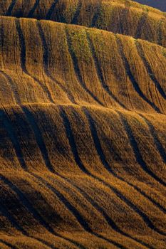 Typical Tuscan morning autumn landscape, Val D'Orcia, Tuscany, Italy