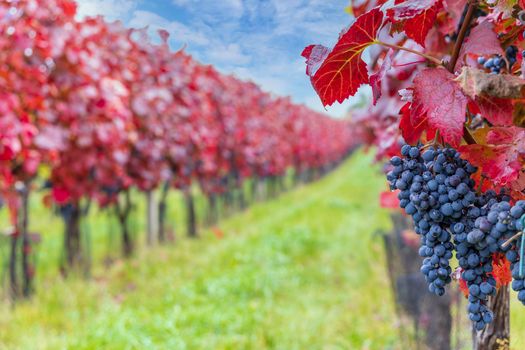 Blue grapes Alibernet in autumn vineyard, Southern Moravia, Czech Republic