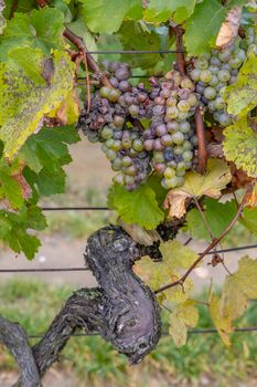 white grapes infested with rot and mold