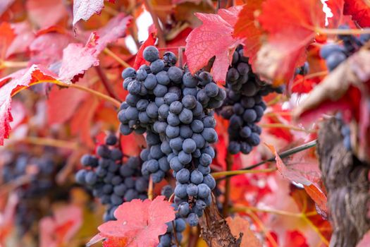 Blue grapes Alibernet in autumn vineyard, Southern Moravia, Czech Republic