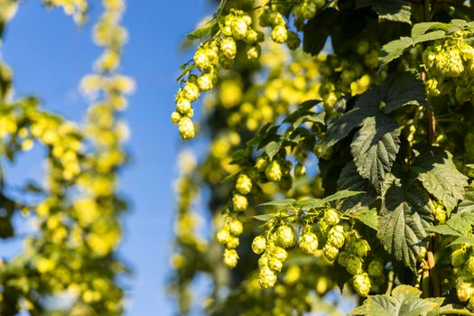 Hop field in Zatec region, Czech Republic