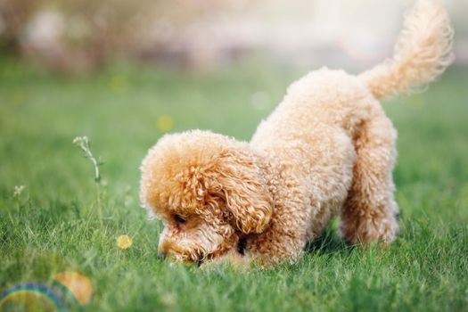 A cute little poodle was playing on the lawn on a sunny day, the dog found something in the grass, he sniff it curiously.