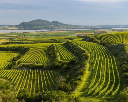 Vineyards near Nove Mlyny reservoir with Palava, Southern Moravia, Czech Republic