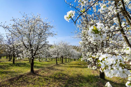 flowering cherry orchard near Cejkovice, Southern Moravia, Czech Republic