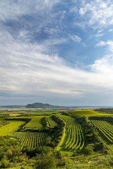 Vineyards under Palava, Southern Moravia, Czech Republic