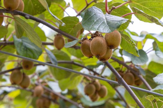 Orchard with kiwi in Marche, Central Italy