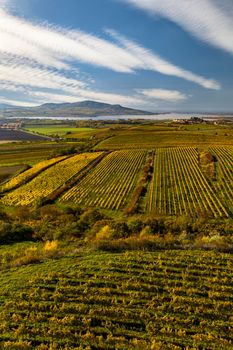 Vineyards under Palava, Southern Moravia, Czech Republic