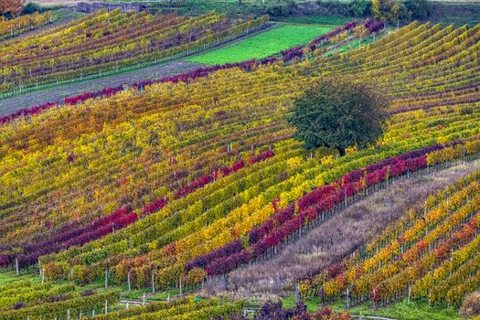 Autumn vineyard near Cejkovice, Southern Moravia, Czech Republic