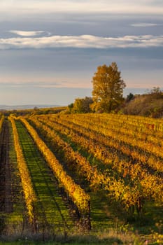 Autumn vineyard near Velke Bilovice, Southern Moravia, Czech Republic