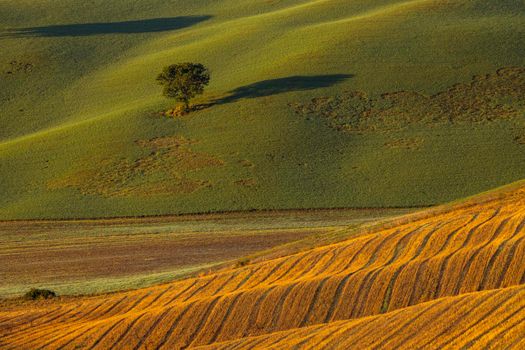 Typical Tuscan morning autumn landscape, Val D'Orcia, Tuscany, Italy