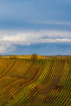 Autumn vineyard near Cejkovice, Southern Moravia, Czech Republic