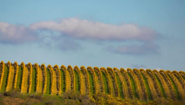 Autumn vineyard Kravi hora, Znojmo region, Southern Bohemia, Czech Republic