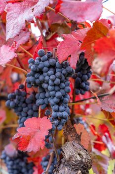 Blue grapes Alibernet in autumn vineyard, Southern Moravia, Czech Republic