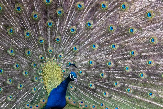 Closeup Image of a peacock dancing with its open feathers