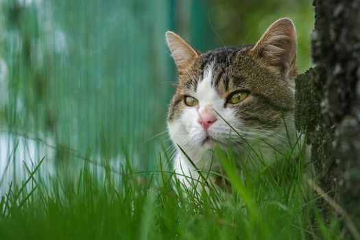 A spotted cat peeks out from behind the grass, near a birch stovbur. Cat close-up.