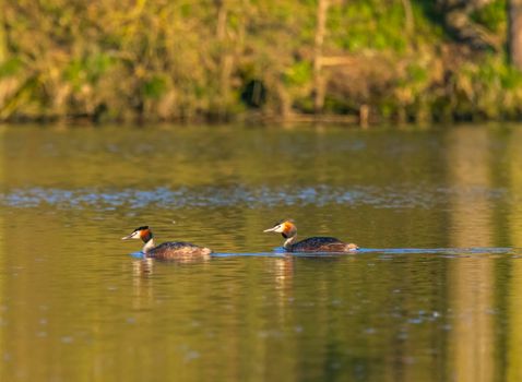 Great Crested Grebe (Podiceps cristatus), Southern Bohemia, Czech Republic