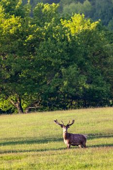 Deer grazing early in morning, Ceske Stredohori, Northern Bohemia, Czech Republic