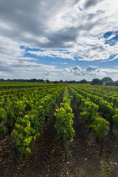 Typical vineyards near Saint-Julien-Beychevelle, Bordeaux, Aquitaine, France