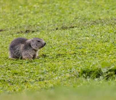 Marmot near Tignes,  Tarentaise Valley, Department Savoie,  Auvergne-Rhone-Alpes region, France