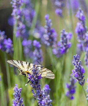 Fennel Swallowtail on lavender, Provence, France